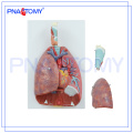 PNT-0430 Nasen-, Mund-, Pharynx- und Larynx-Cavity-Modell, humanes Atmungssystemmodell